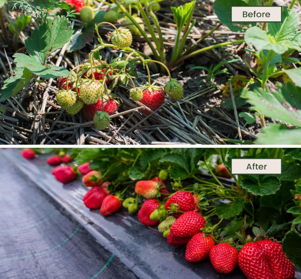 A85 Dripex 2m x 100m piktžolių kontrolės audinys